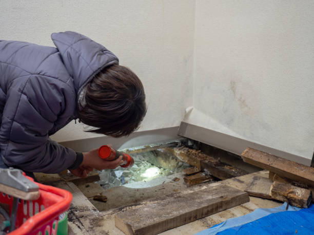 Reliable Day Valley, CA Mold Removal Solutions