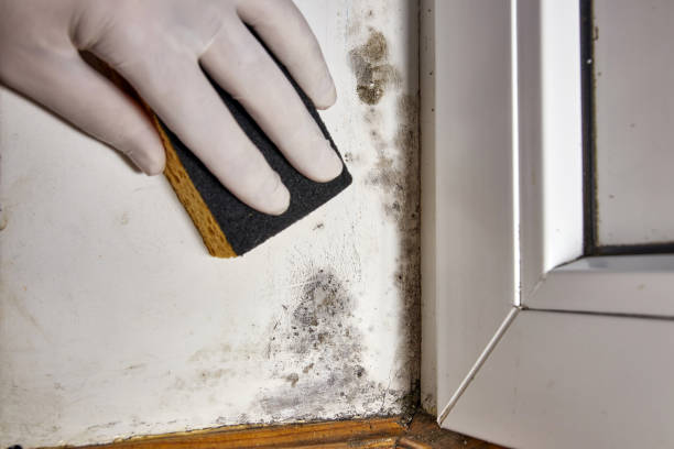 Mold Remediation for Vacation Homes in Day Valley, CA